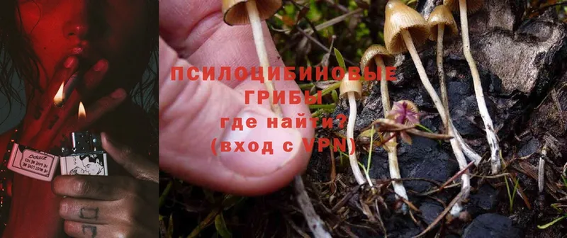 Псилоцибиновые грибы Psilocybe  KRAKEN онион  Кола 